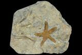 Ordovician Starfish (Petraster?) Fossil - Morocco #118042-1